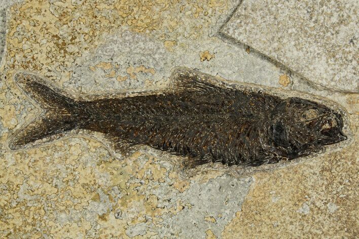 Detailed Fossil Fish (Knightia) - Wyoming #327806